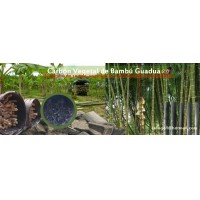 carbon vegetal de BAMBU / GUADUA