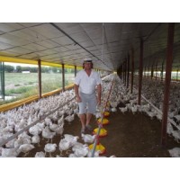Galpones para pollos automatizados 