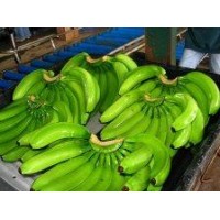 The Cavendish banana is the most consumed worldwide