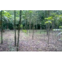 VENDO TERRENO-FINCA EN CHIRIQUI-BOQUETE $200.000.00