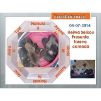 Akita Inu cachorros