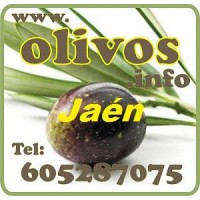 Finca de olivos en Jan