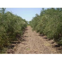 Campo en produccin de 229 ha en venta en Mendoza  | 10404