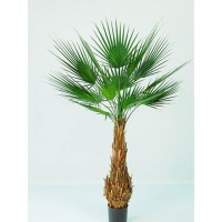 Palmera Palma Washingtonian