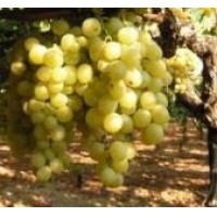 UVA MOSCATEL
